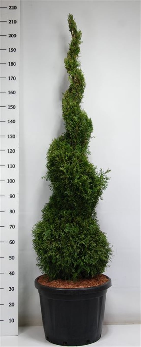 Thuja – Thuja occidentalis 'Smaragd' - C45 125-150 cm. Spiraal